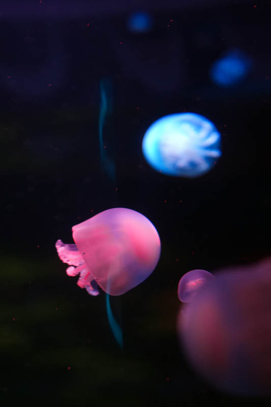 梦幻水母游弋图片