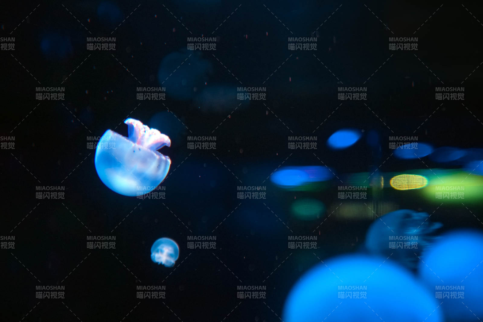 深海中的水母图片