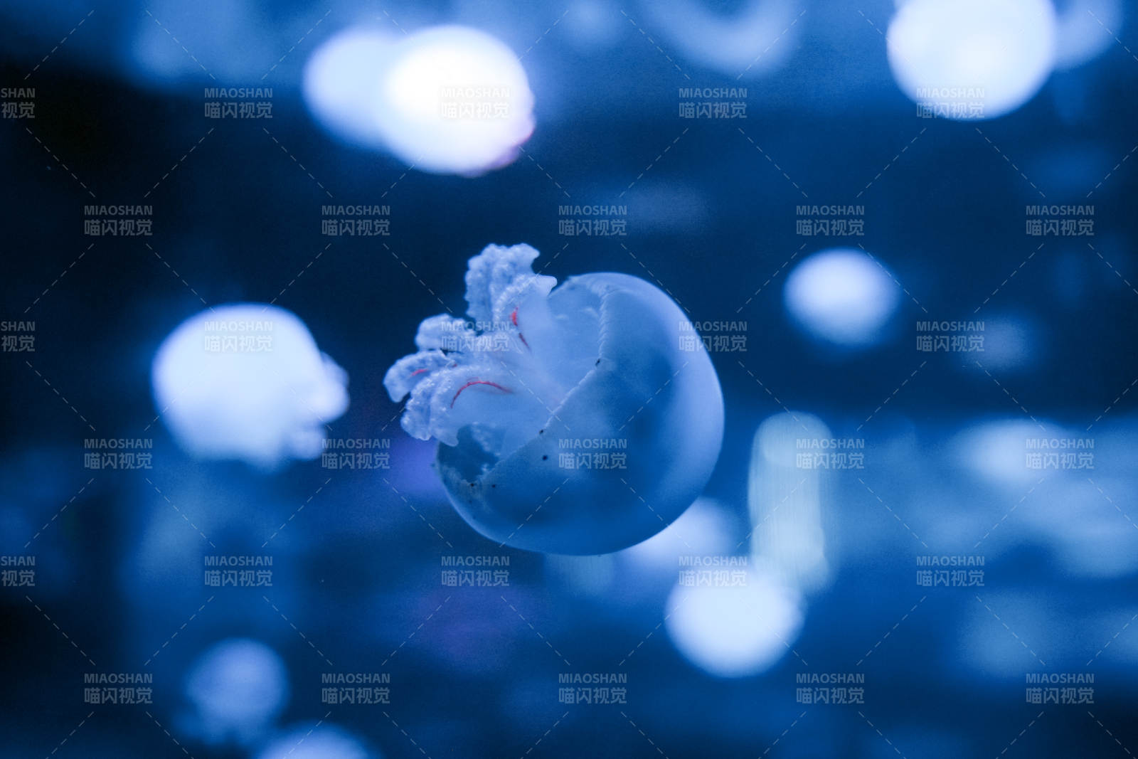 深海水母漂浮图片