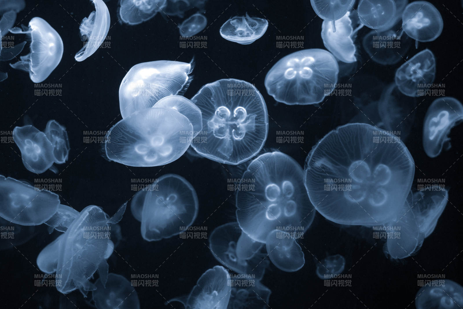 梦幻水母群游图片