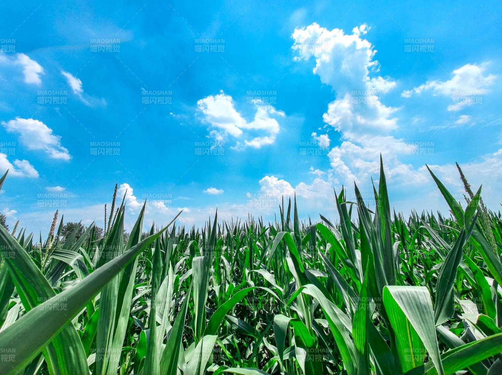 玉米田与蓝天白云 安徽图片