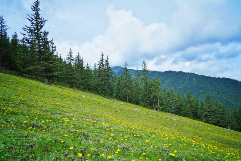 朝山坪的山野花海图片
