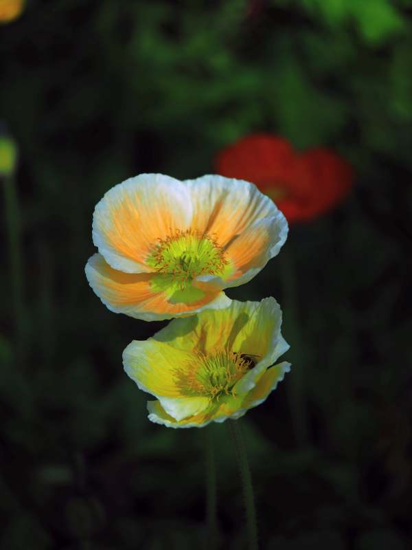 双色虞美人绽放图片