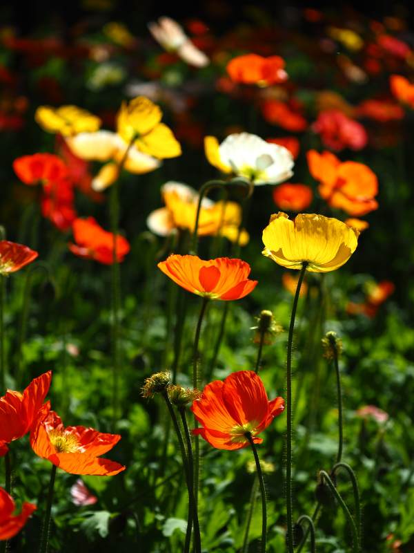 花海绚烂绽放图片