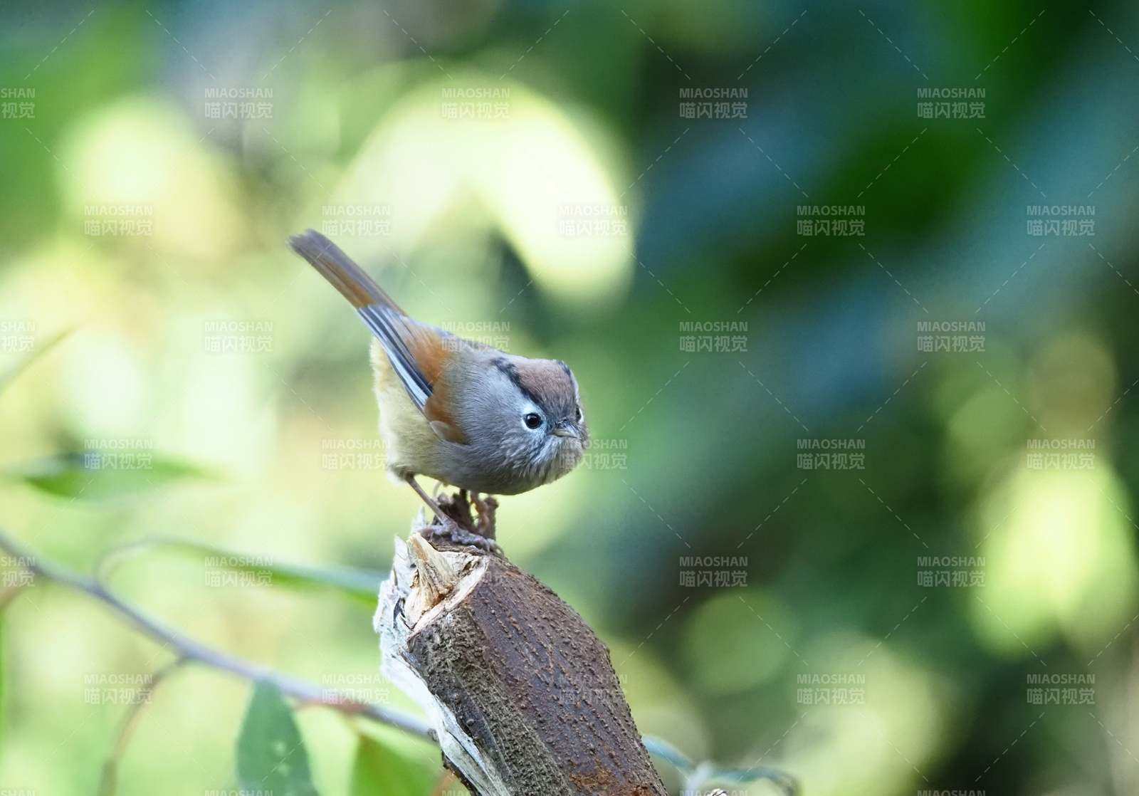 小鸟栖枝头图片
