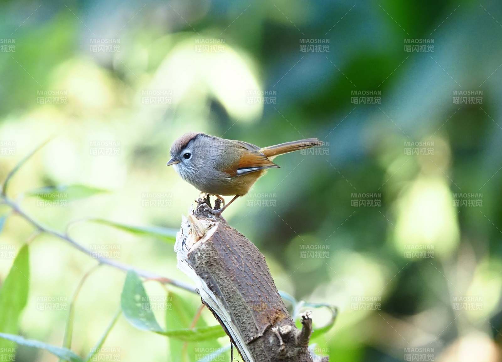 小鸟栖枝头图片