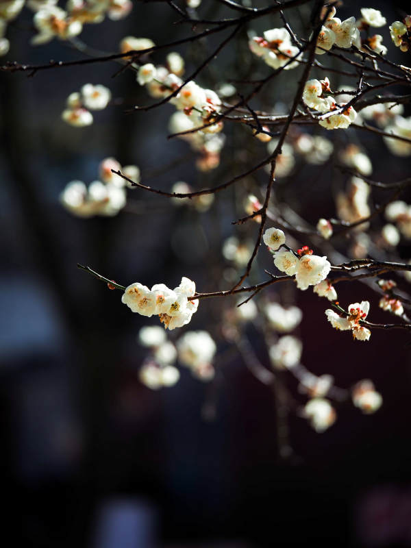 梅花绽放枝头图片