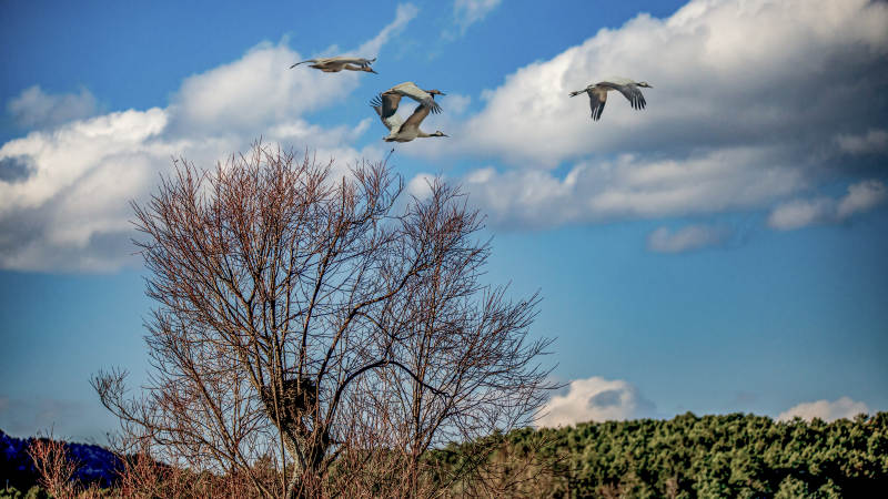 天高云淡惊飞鸟（云南念湖）图片