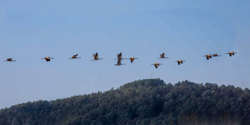 雁阵南飞（云南念湖）图片