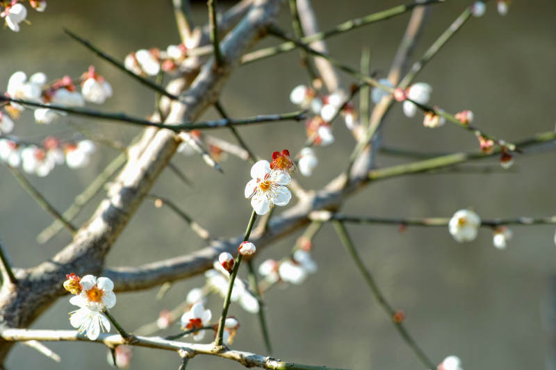 梅花绽放枝头图片