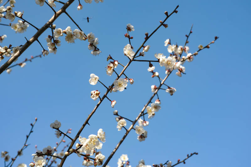 梅花绽放蓝天图片