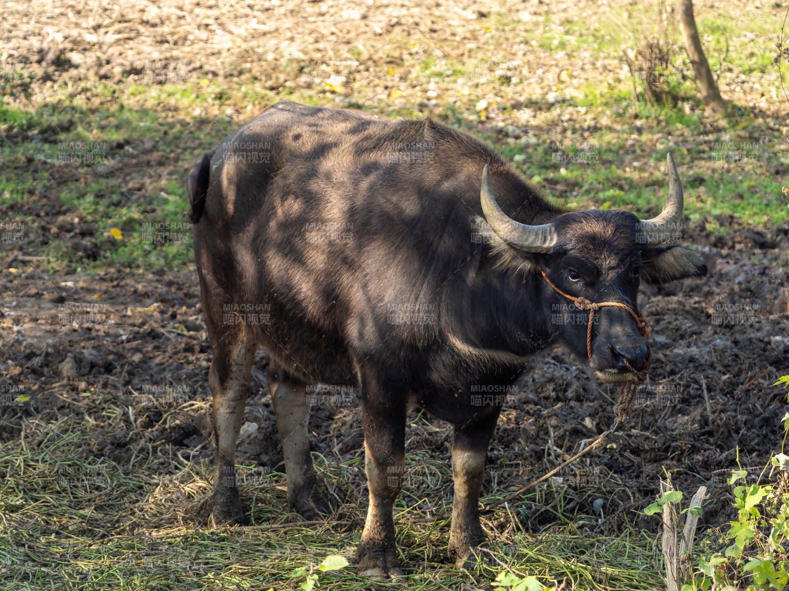 水牛在田间站立图片