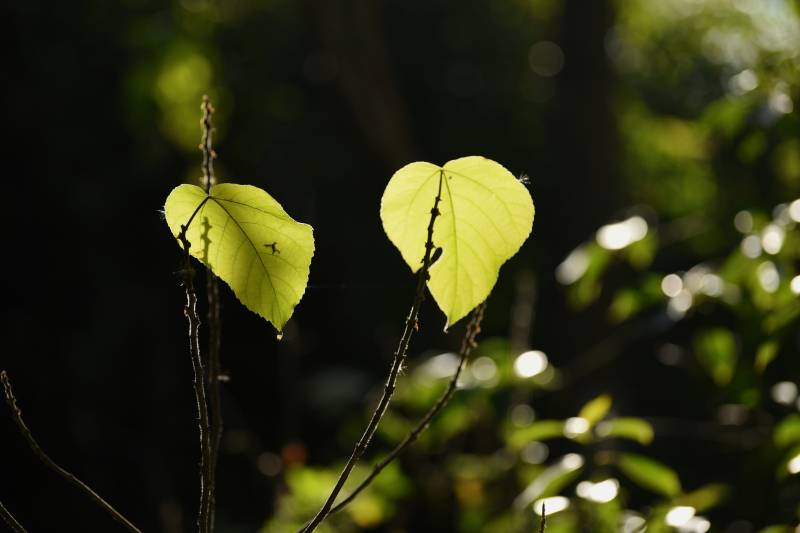 心形绿叶迎光图片