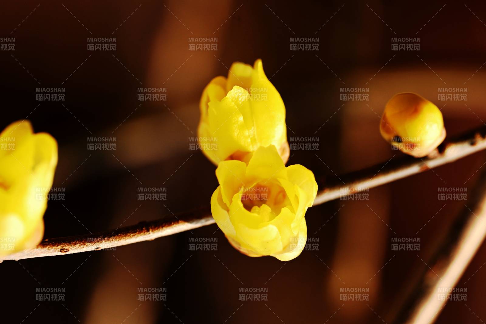 蜡梅绽放枝头图片