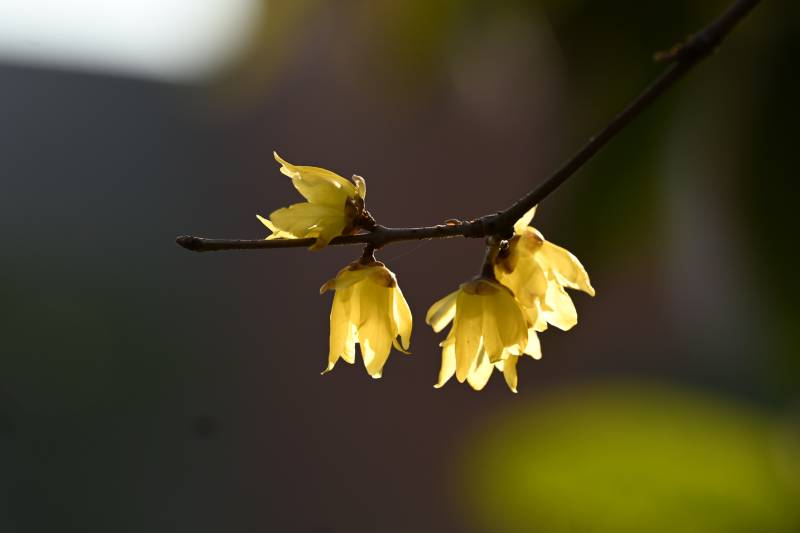 腊梅绽放枝头图片