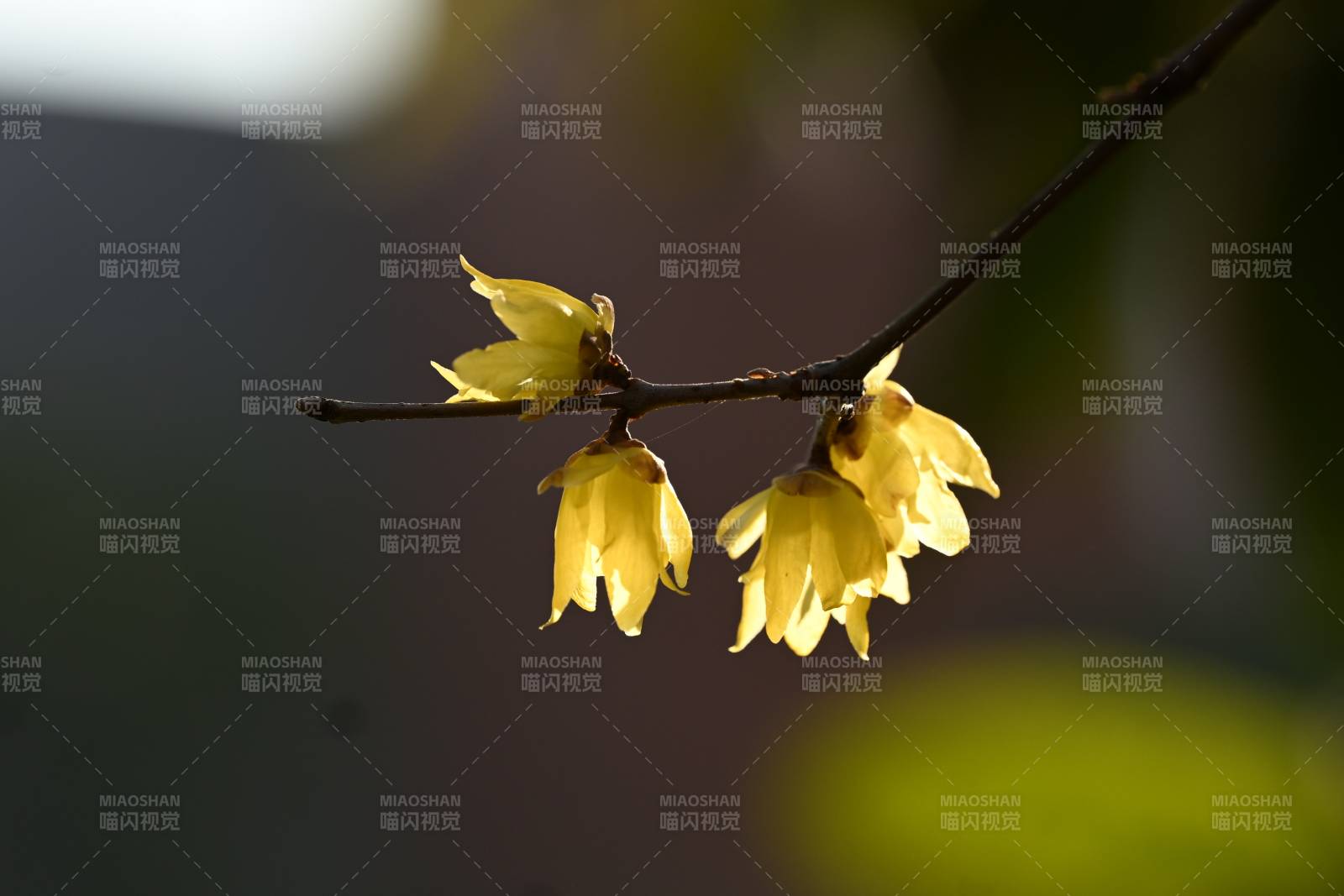 腊梅绽放枝头图片