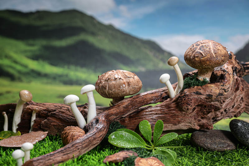 木桩上的新鲜香菇特写图片