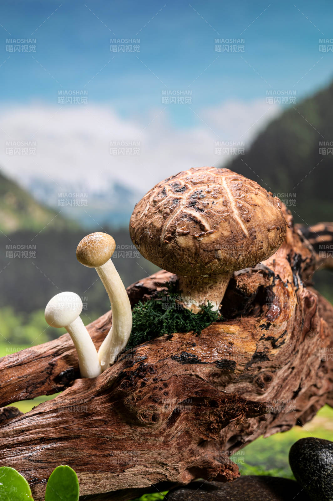 木桩上的新鲜香菇特写图片