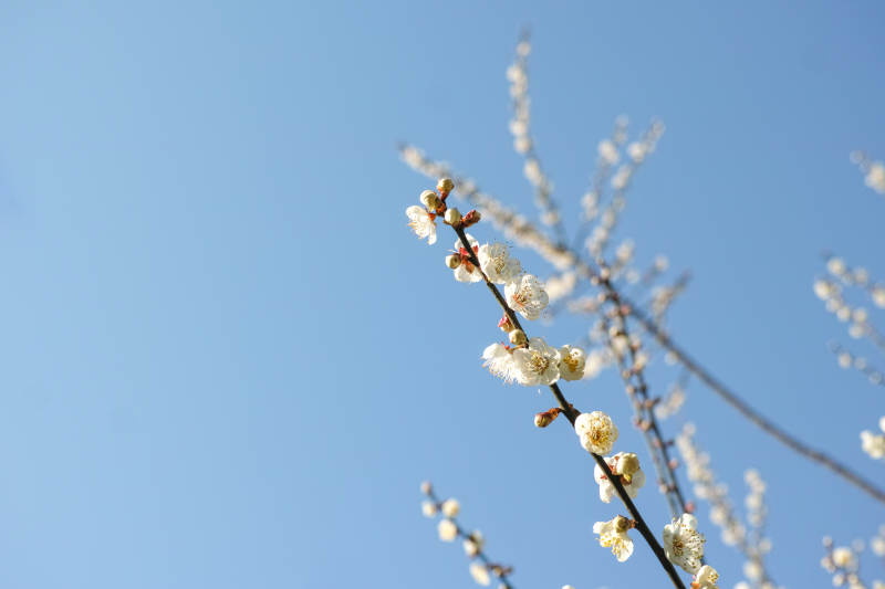春日花枝迎蓝天图片