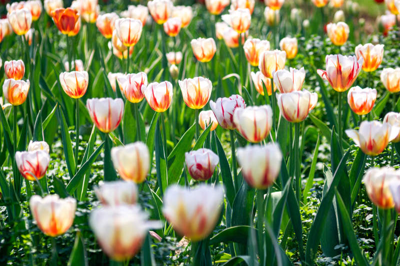 春日郁金香绽放图片