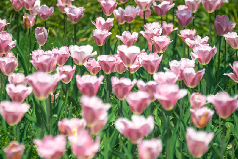 粉红郁金香花海图片