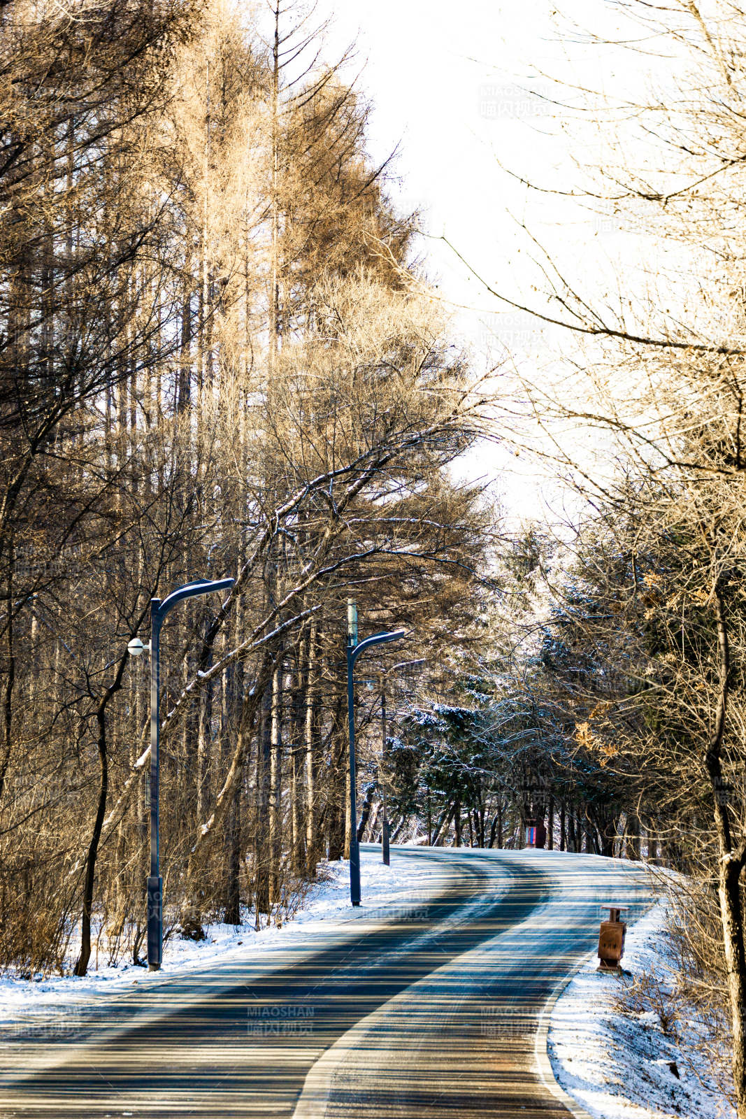 冬日林间小径图片