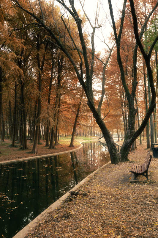 秋林静水 落叶铺径图片