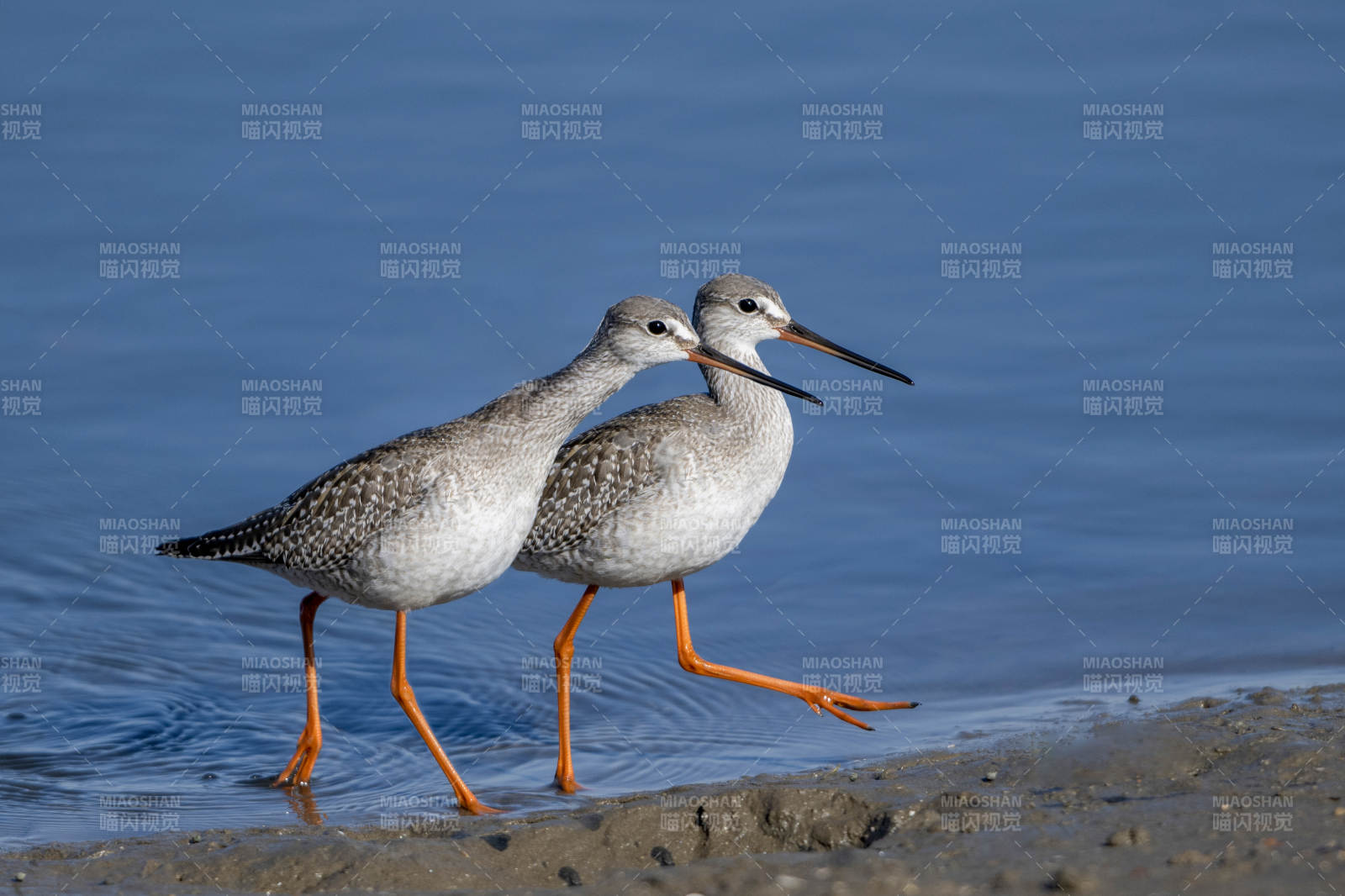 红脚鹬沙滩漫步图片