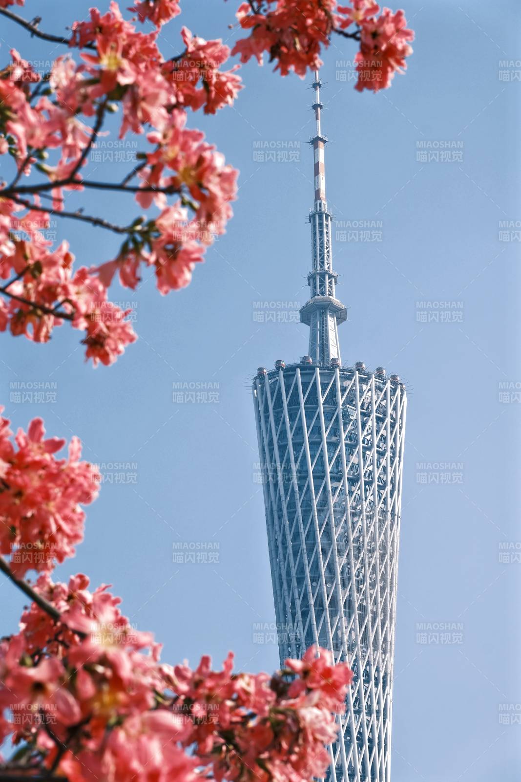 广州塔影花映春光图片