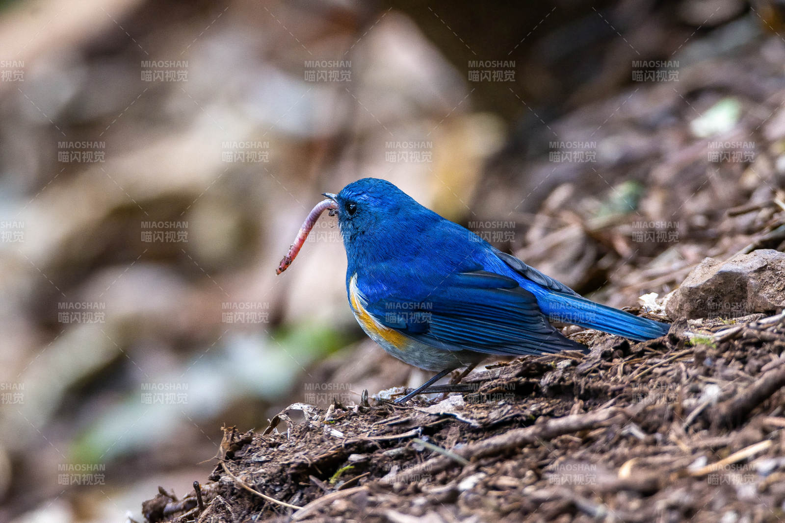 蓝眉林鸲捕虫图片