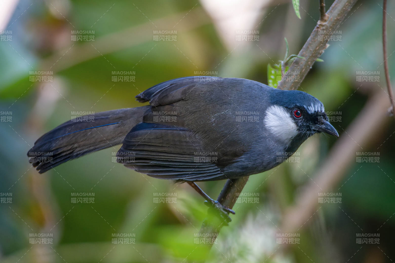 黑喉噪鹛栖息枝头图片