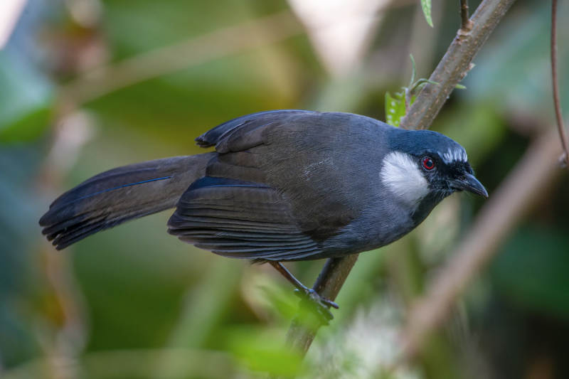 黑喉噪鹛栖息枝头图片