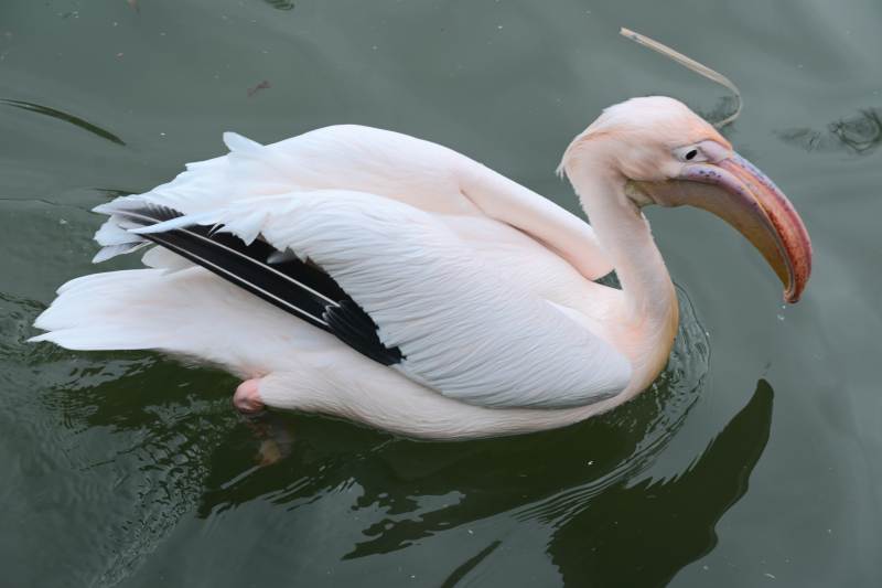 上海动物园 白鹈鹕水中悠游图片