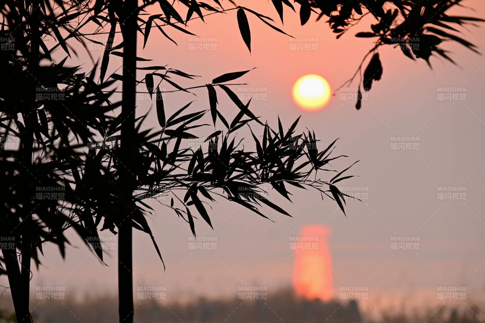 竹影里的朝阳图片