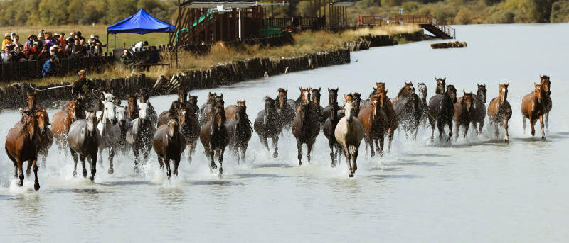 马群奔腾过河图片