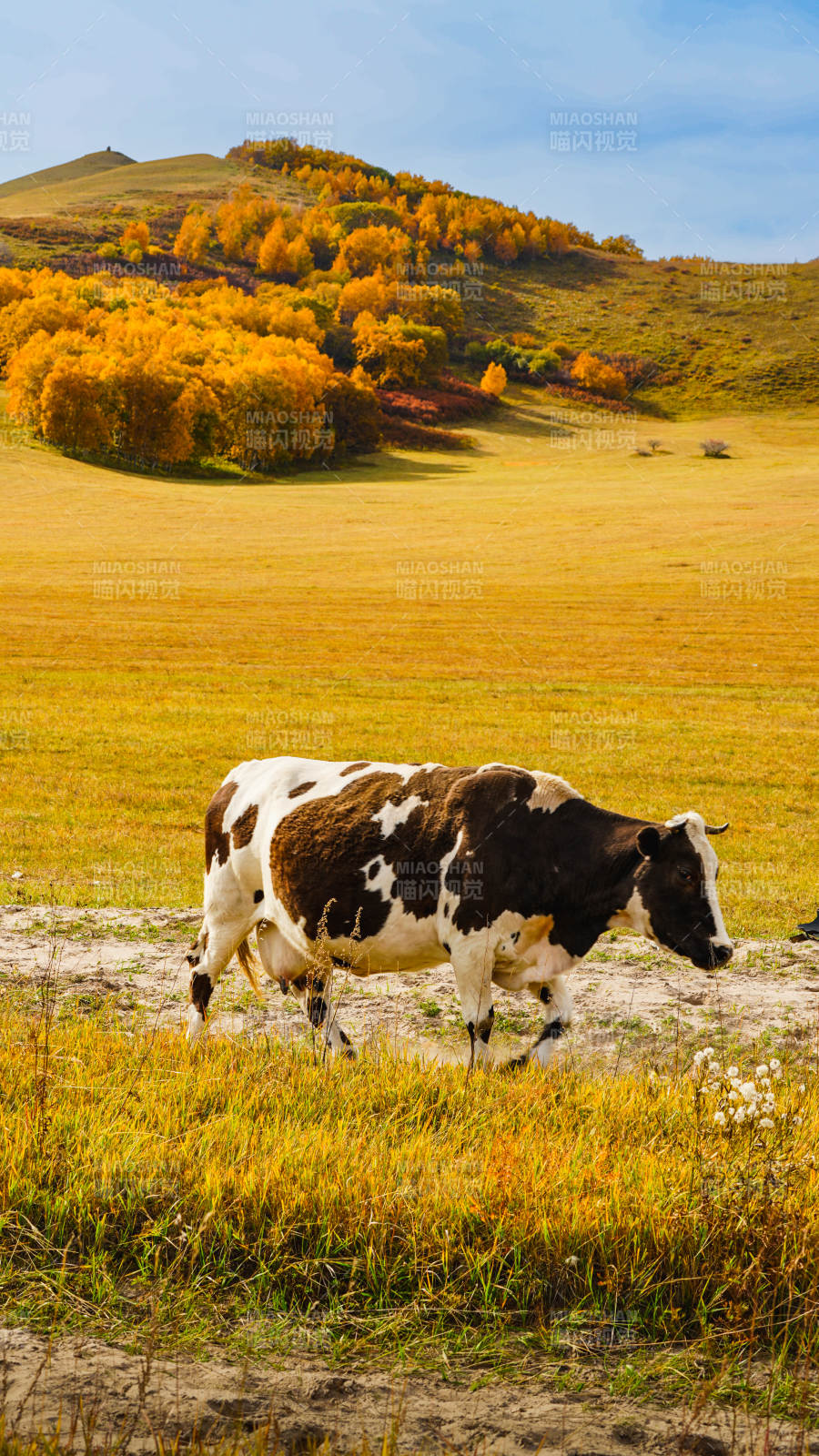 乌兰布统秋野牧牛图图片