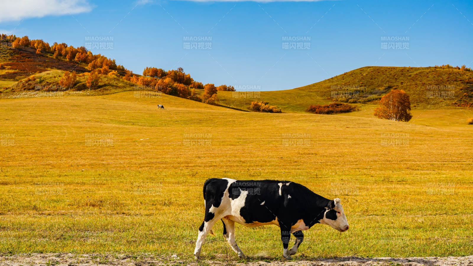 乌兰布统秋野牧牛图图片