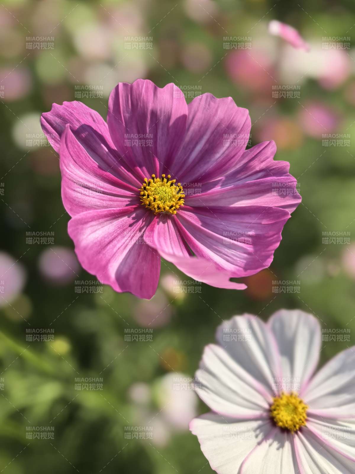 粉白秋英绽放图片