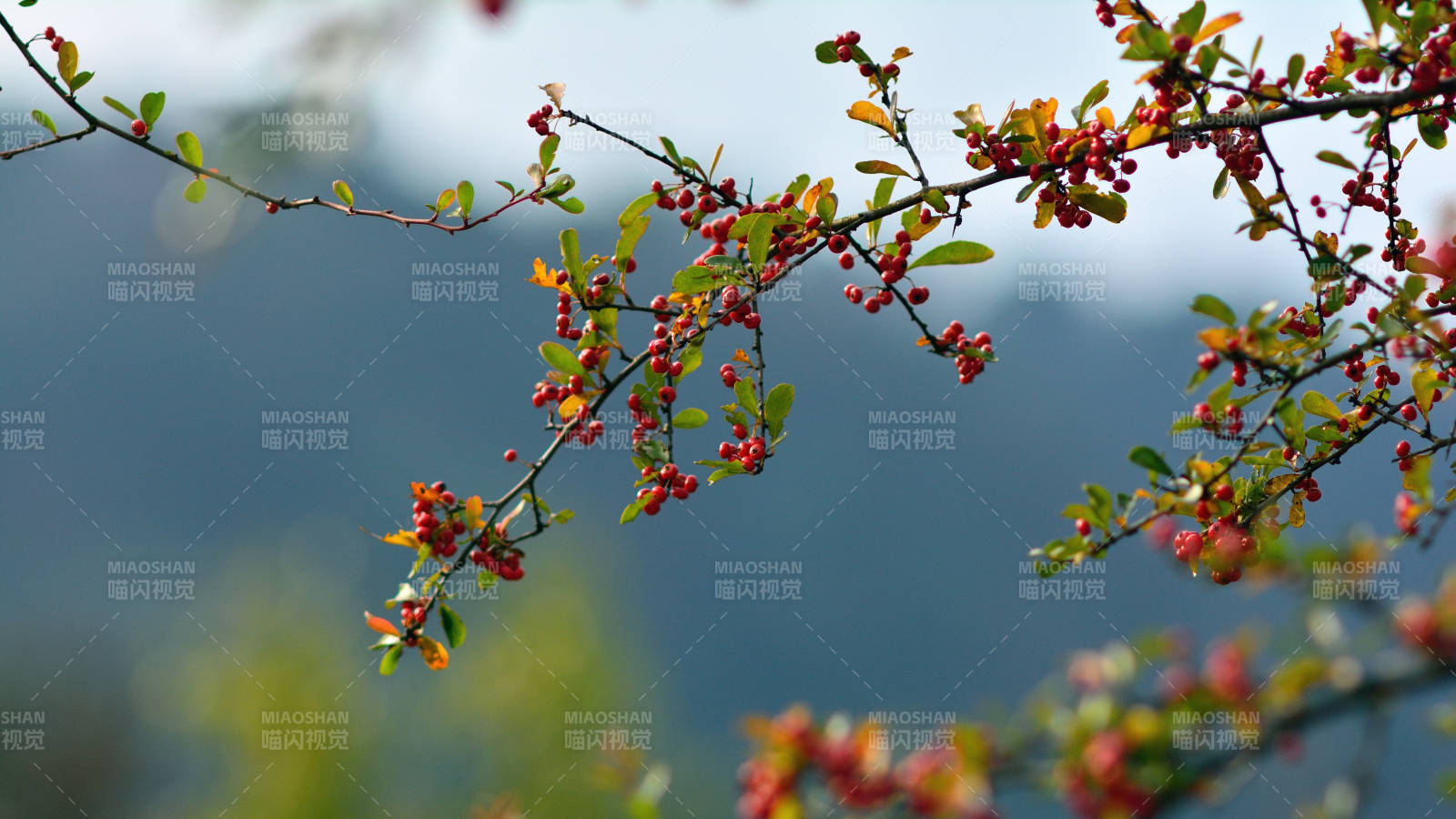 枝头红果映秋色图片