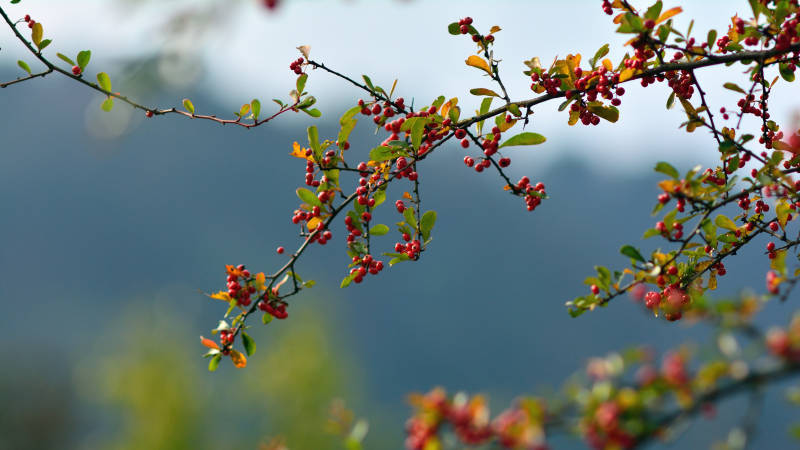枝头红果映秋色图片