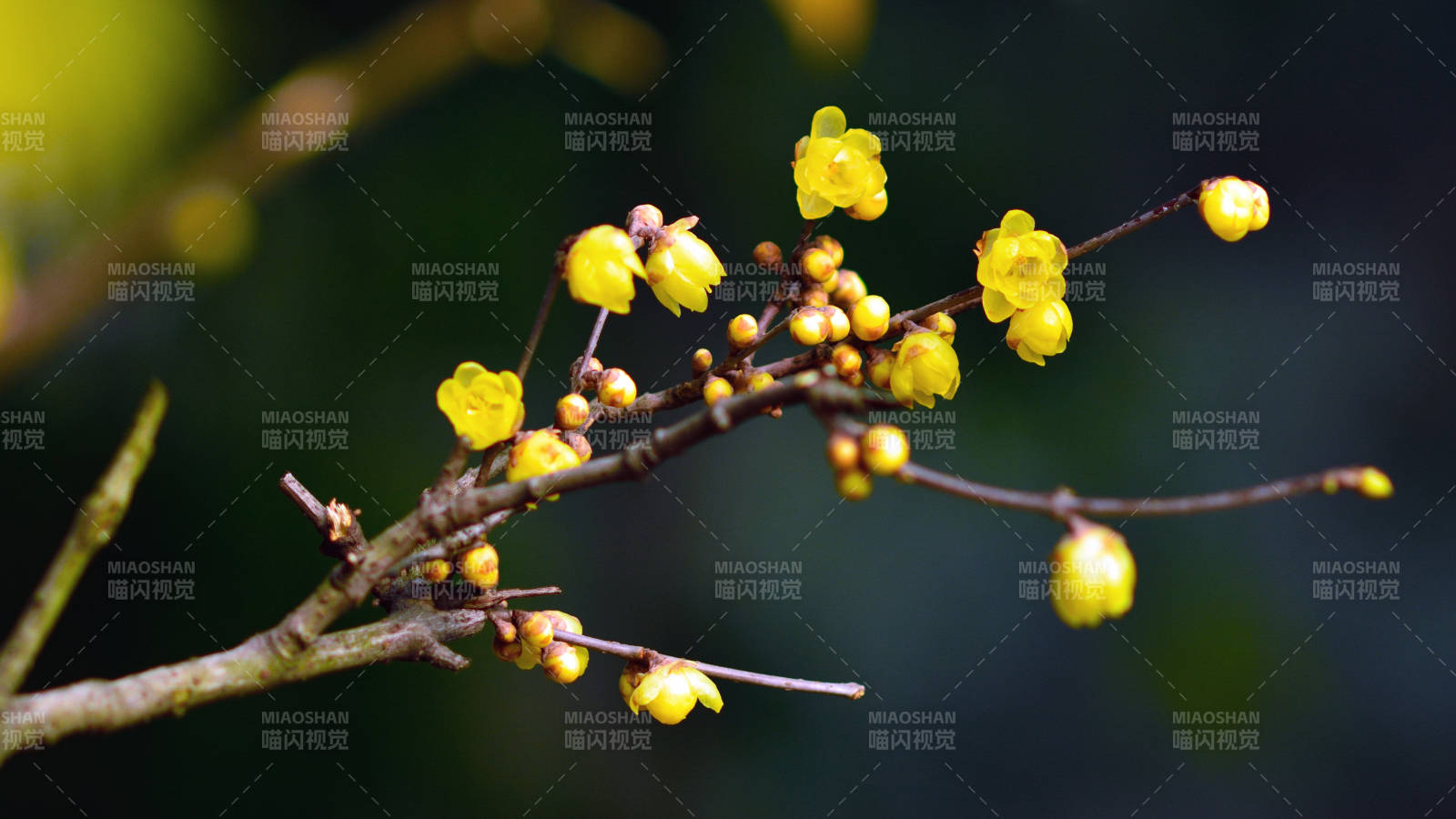 腊梅枝头绽放图片