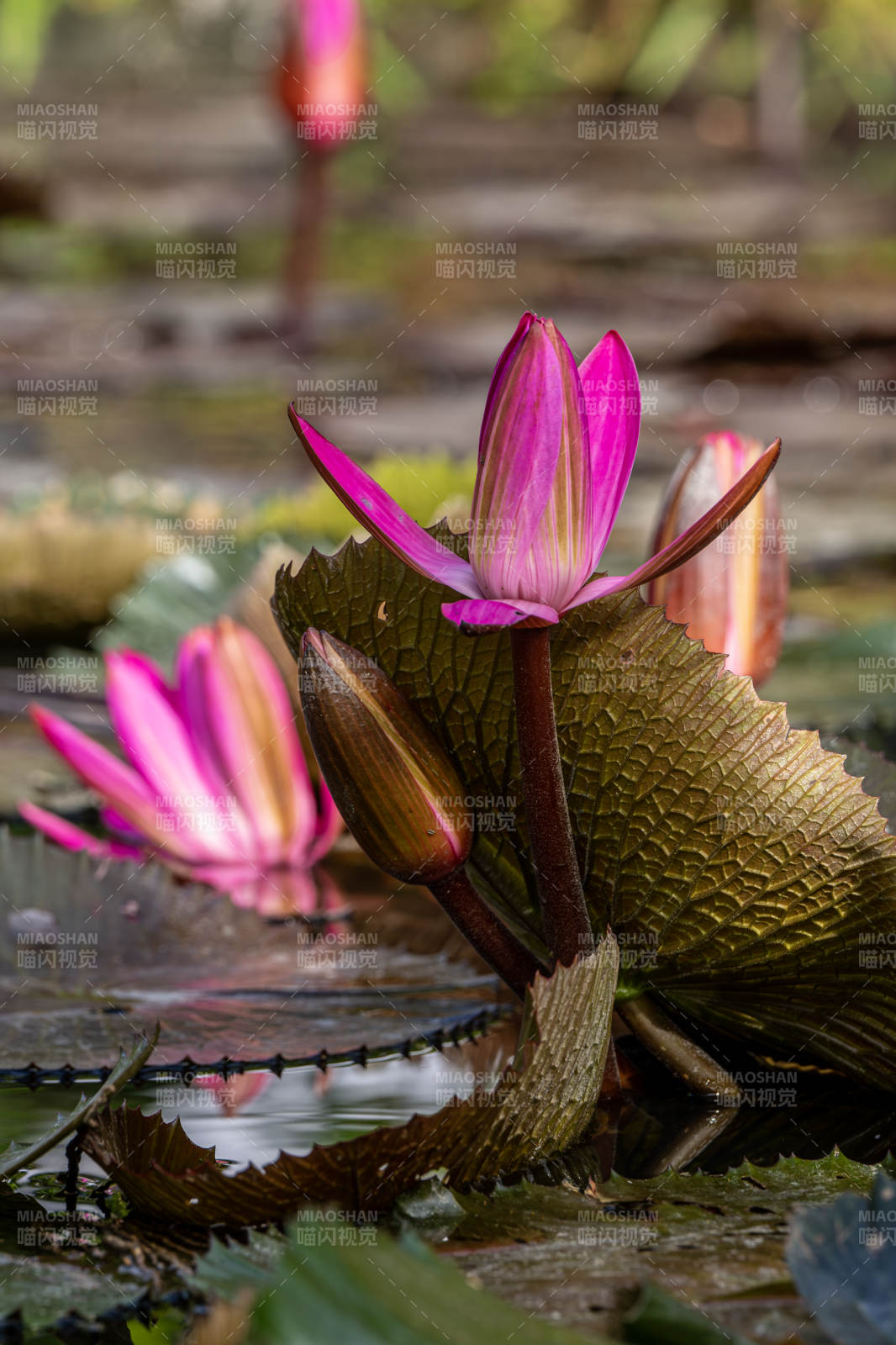 粉莲绽放水中央图片