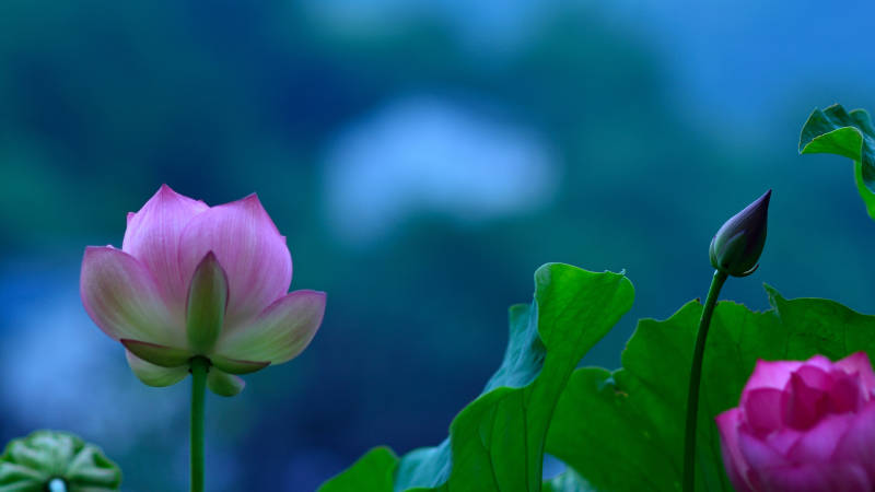 荷花绽放 静谧之美图片