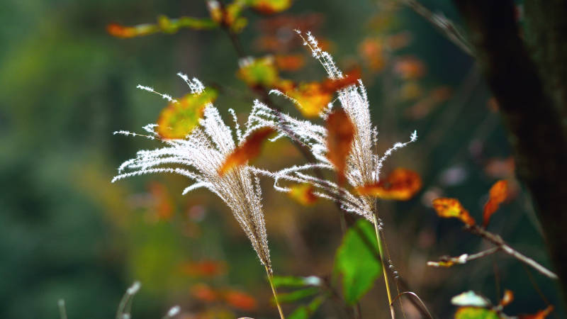 秋日芦苇轻舞图片