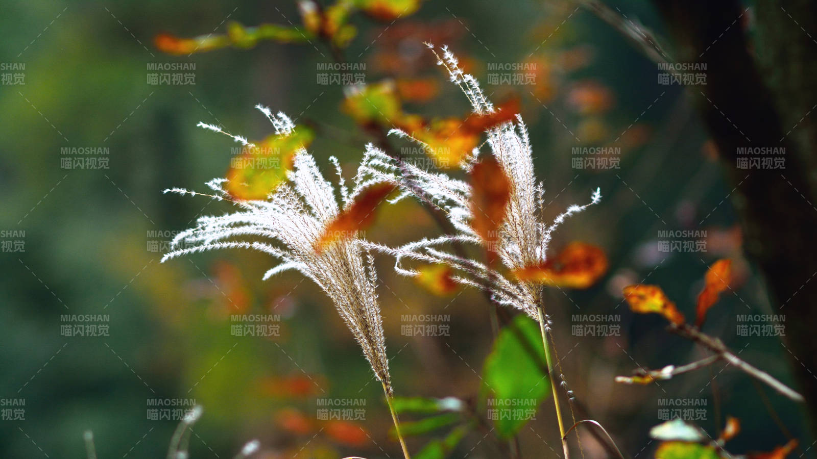 秋日芦苇轻舞图片
