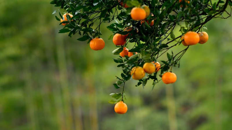 橙子挂枝头图片
