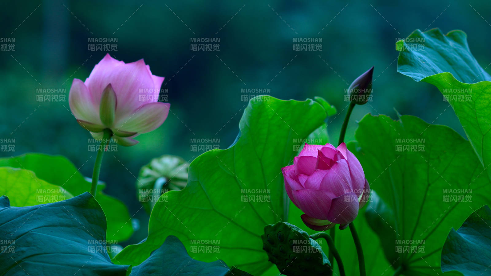 荷花绽放绿叶间图片