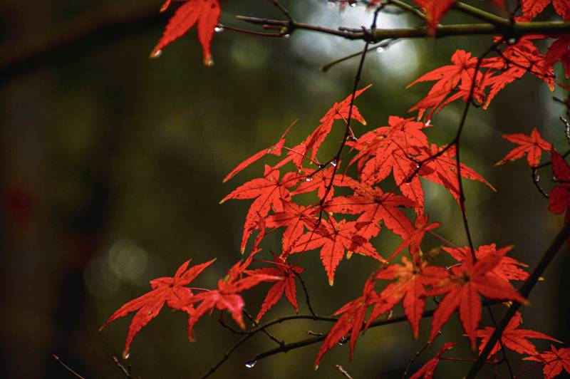 红枫叶在秋日绽放图片