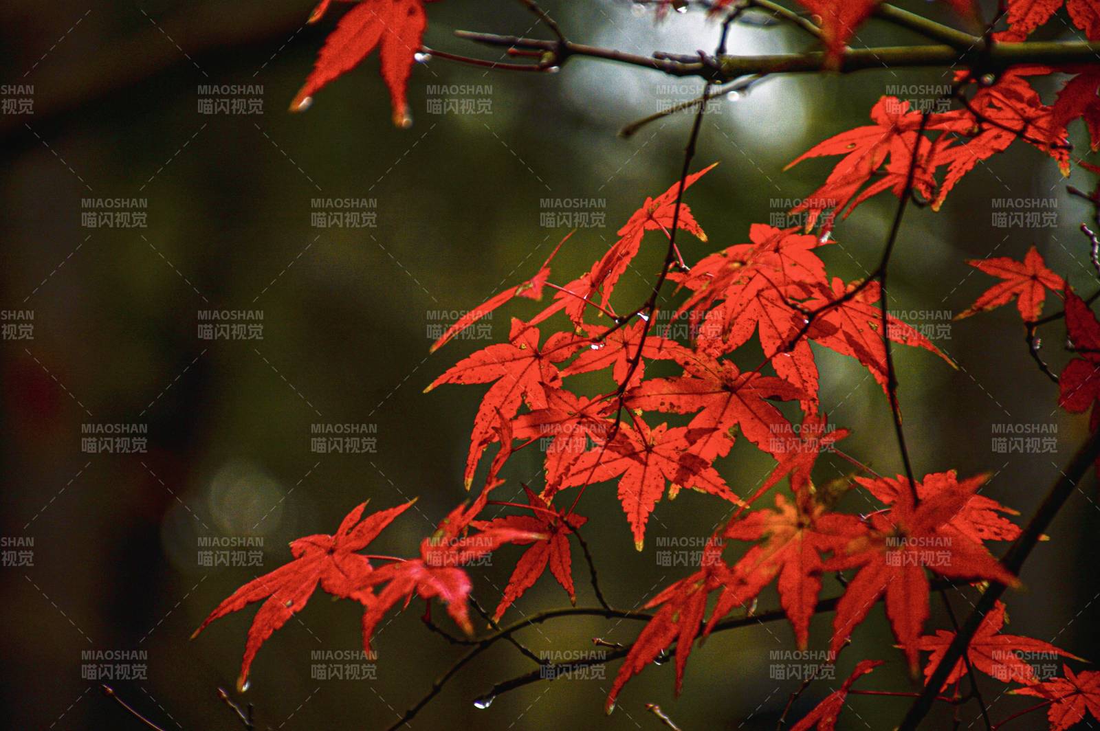 红枫叶在秋日绽放图片