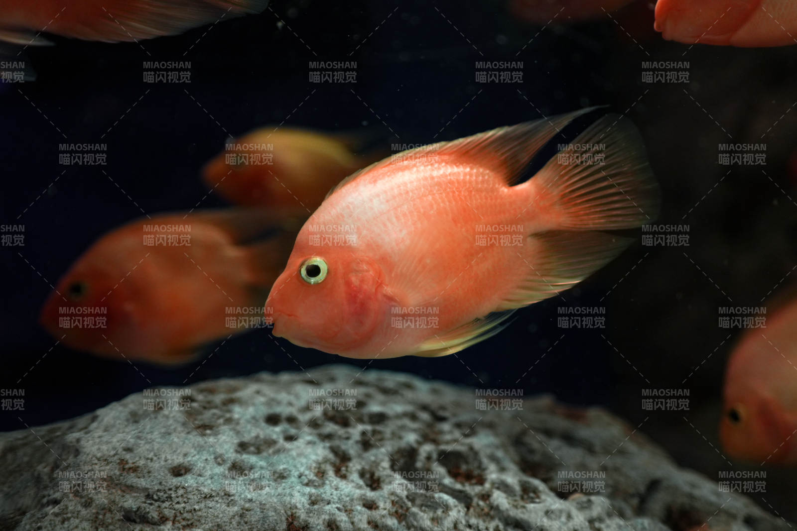 橙色鱼群游动图片